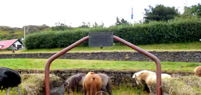 Icelandic Horses breed