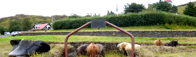 icelandic horses breed