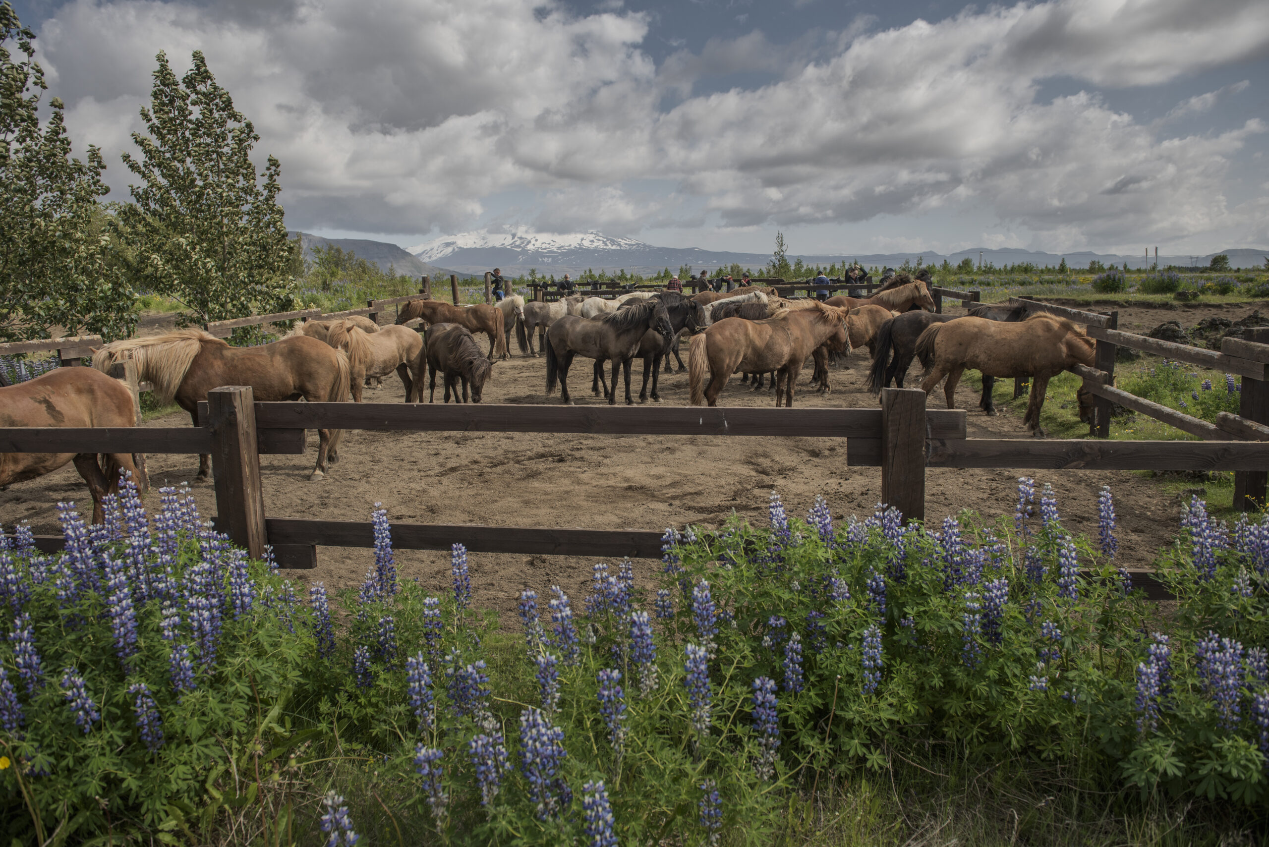 Horse adventure in Iceland